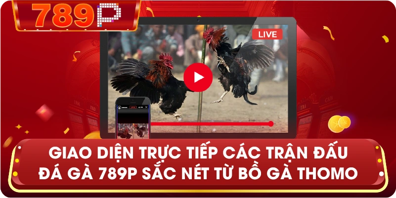 Giao diện trực tiếp các trận đấu Đá Gà 789P sắc nét từ bồ gà Thomo