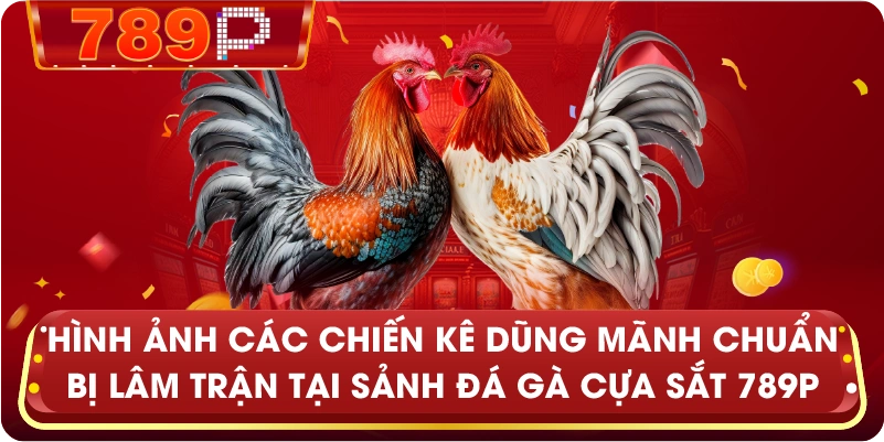 Hình ảnh các chiến kê dũng mãnh chuẩn bị lâm trận tại sảnh đá gà cựa sắt 789P